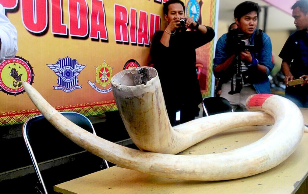 Perburuan Gading yang Kejam di Balik Kasus Kematian Gajah Liar di Pelalawan