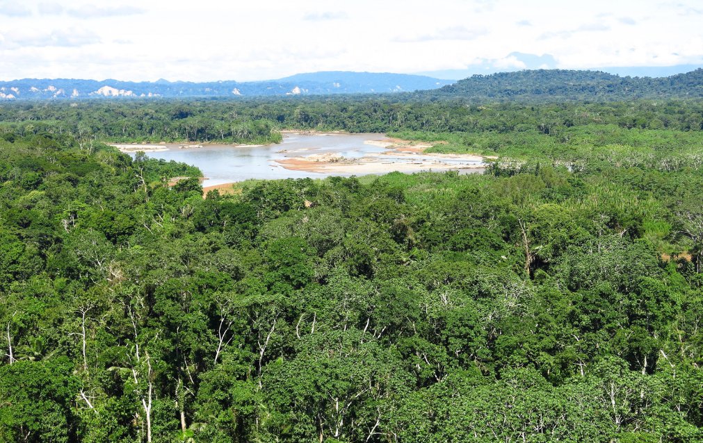 Alarm Ekologis dari Hutan Kita yang 11 Juta Hektare Hilang, Riau Tertinggi? Ada Risiko Ecosystem Collapse