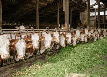 Kasus Penyakit Hewan Menular di Riau Mulai Turun, Indragiri Hulu Masih Jadi Wilayah Paling Rawan