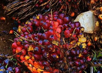 Harga Sawit Riau Naik, TBS Plasma Tembus Rp3.613/Kg