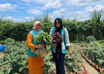 Menjaga Warisan Kesehatan, Lahan Kosong Disulap Jadi Apotek Hidup