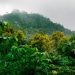 2.557 Hektare Lahan di Desa Sageti Siap Hijau Kembali