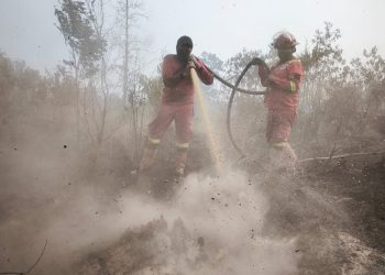 Karhutla Riau 2026, WALHI: Tanpa Kebijakan Tegas, Status Siaga Darurat Hanya Respon Administratif di Atas Kerkas