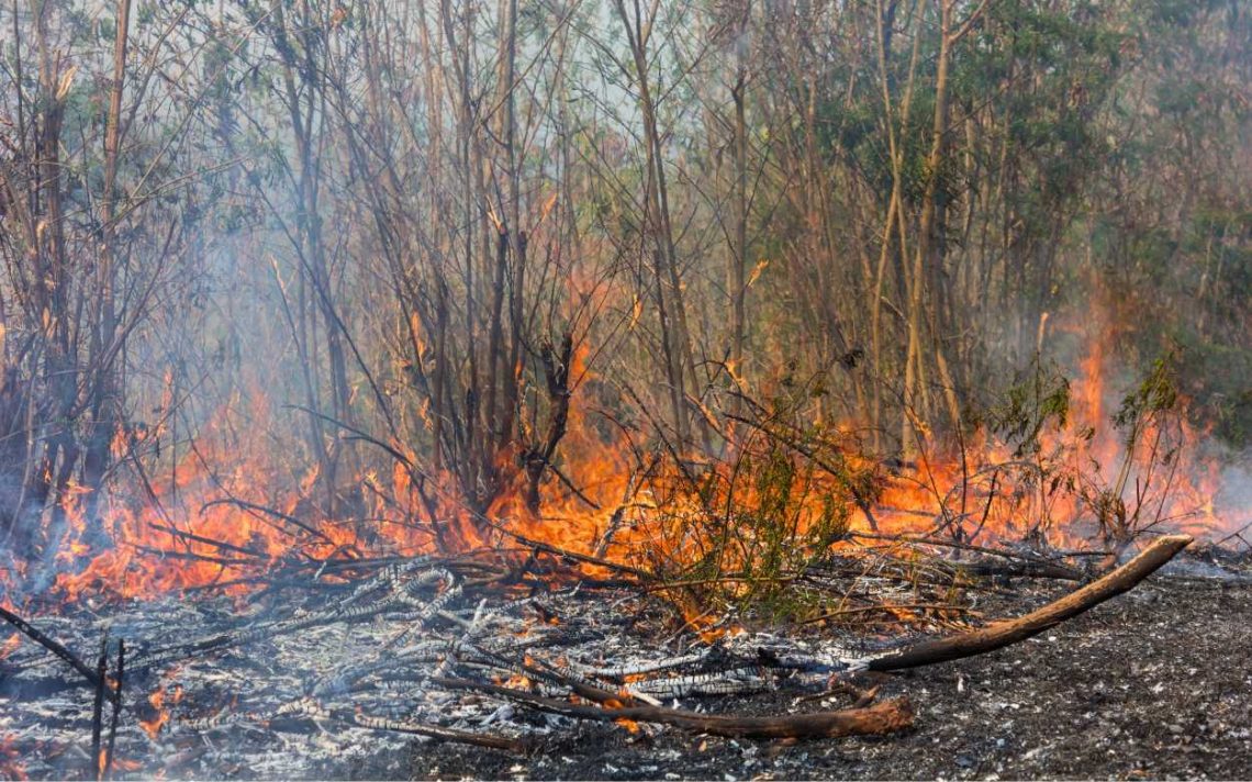 Alarm El Nino 2026, Ancaman Kekeringan Ekstrem dan Karhutla Hantui Indonesia
