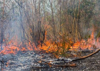 ​Alarm El Nino 2026, Ancaman Kekeringan Ekstrem dan Karhutla Hantui Indonesia