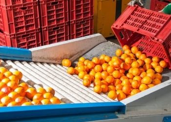 Dampak Konflik Timur Tengah: Indeks Harga Pangan Dunia Melonjak