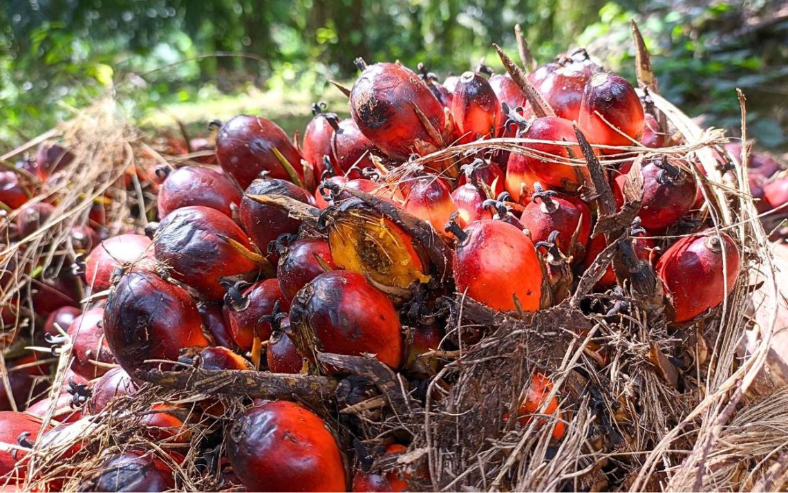 Harga CPO Tertekan Akibat Produksi Melimpag dan Ekspor Lesu, Kontrak Berjangka Rontok