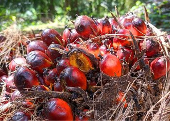 Harga CPO Tertekan Akibat Produksi Melimpag dan Ekspor Lesu, Kontrak Berjangka Rontok