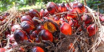 Harga CPO Tertekan Akibat Produksi Melimpag dan Ekspor Lesu, Kontrak Berjangka Rontok