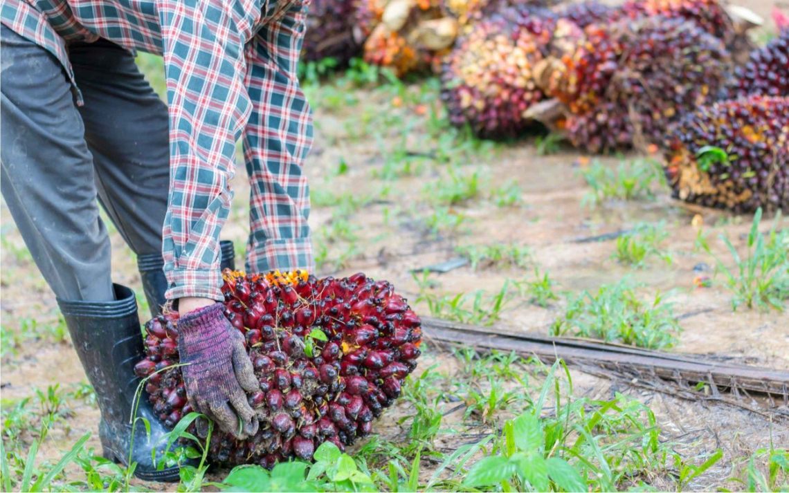 Harga CPO Terkerek Lonjakan Minyak Dunia