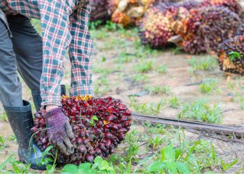 Harga CPO Terkerek Lonjakan Minyak Dunia