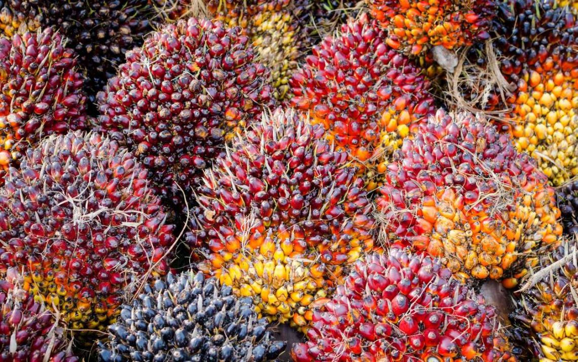 Harga CPO Malaysia Diperkirakan “Tiris” di Kuartal II-2026