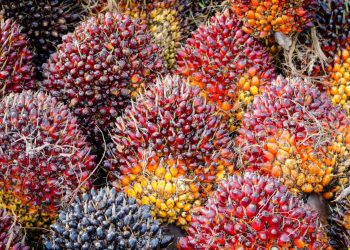 Harga CPO Malaysia Diperkirakan “Tiris” di Kuartal II-2026