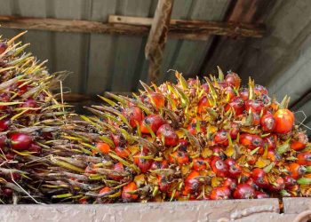 Harga TBS Riau Swadaya Naik Pekan Ini, Tembus Rp4.088/Kg, Didorong Kenaikan CPO dan Kernel