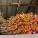 Harga TBS Riau Swadaya Naik Pekan Ini, Tembus Rp4.088/Kg, Didorong Kenaikan CPO dan Kernel