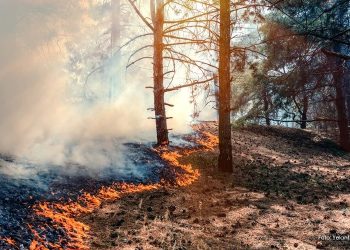 Angin Kencang dan Gelombang Panas Picu Kebakaran Hebat di California Selatan, Ribuan Warga Dievakuasi