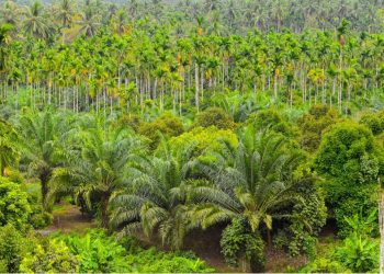Dongkrak Ekonomi Rakyat, Bupati Siak: Peremajaan Kelapa Sawit Harus Masif