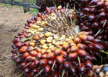 Harga TBS Sawit Swadaya Riau Naik, Dipicu Kenaikan CPO dan Kernel, Cek Selengkapnya di Sini