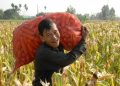 Proteksi Petani Lokal, Presiden Prabowo Instruksikan Bulog Serap 1 Juta Ton Jagung