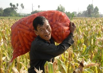 Proteksi Petani Lokal, Presiden Prabowo Instruksikan Bulog Serap 1 Juta Ton Jagung