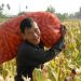 Proteksi Petani Lokal, Presiden Prabowo Instruksikan Bulog Serap 1 Juta Ton Jagung