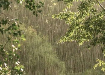 Prakiraan Cuaca Riau 25 April 2026, Update di Sini