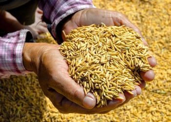 Cuaca Panas Ekstrem Ancam Pertanian hingga Berdampak Pada Jam Kerja Petani