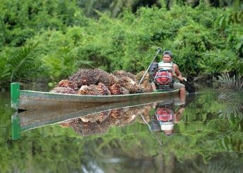 Harga CPO Pekan Ini Masih Bayang-Bayangi Geopolitik dan Profit Taking