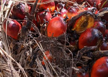 Harga TBS Riau Plasma Naik Akibat Lonjakan Harga CPO dan Kernel