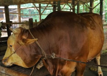 Presiden Kurban Sapi Jenis Simental Bobot 907 Kilogram untuk Pekanbaru