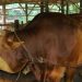 Presiden Kurban Sapi Jenis Simental Bobot 907 Kilogram untuk Pekanbaru