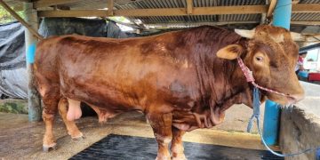 Riau Paling Berat, Presiden Prabowo Kirim 598 Sapi Kurban ke Seluruh Indonesia