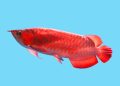 Arwana Merah, Ikan Hias Termahal di Dunia yang Jadi Fauna Nasional Asli Indonesia