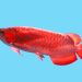 Arwana Merah, Ikan Hias Termahal di Dunia yang Jadi Fauna Nasional Asli Indonesia