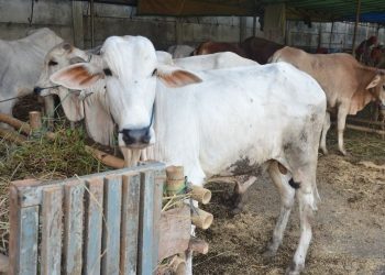 Sambut Idul Adha 1447, 400 Peserta Ikut Pelatihan Sembelih Kurban di Masjid Raya Pekanbaru Senapelan