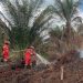 Lahan Gambut 28 Hektar Terbakar di Rokan Hilir dan Siak