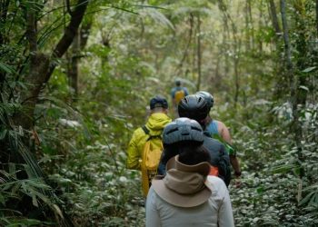 Hutan Primer Tropis Indonesia Menyusut 295.595 Hektare pada 2025