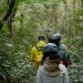 Hutan Primer Tropis Indonesia Menyusut 295.595 Hektare pada 2025