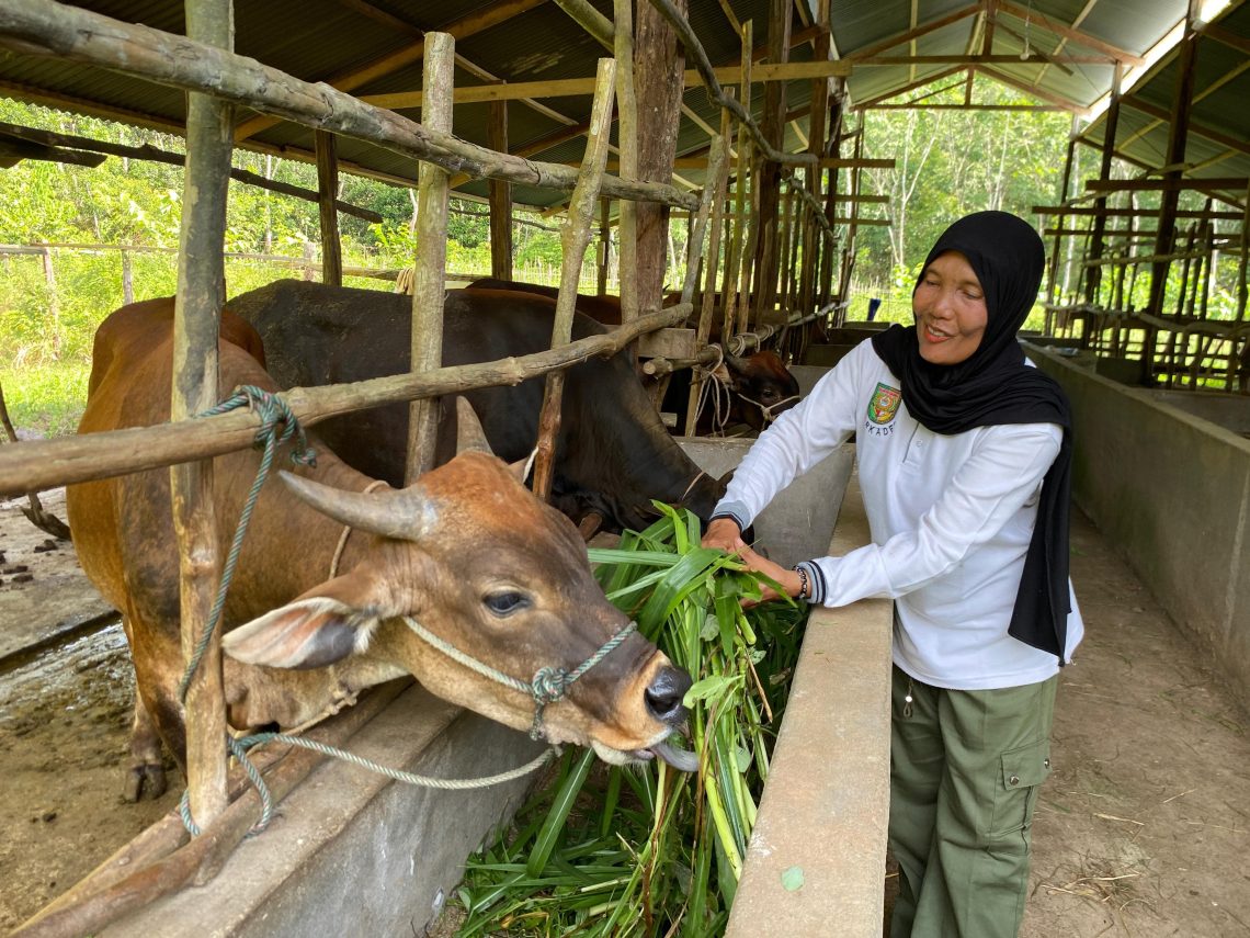 Ketua Kelompok Ternak Ingin Maju, Zaharatul Aini saat beraktivitas di kandang koloni ternak sapi di Desa Koto Benai, Kecamatan Benai, Kabupaten Kuantan Singingi, Riau.