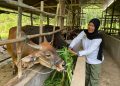 Ketua Kelompok Ternak Ingin Maju, Zaharatul Aini saat beraktivitas di kandang koloni ternak sapi di Desa Koto Benai, Kecamatan Benai, Kabupaten Kuantan Singingi, Riau.