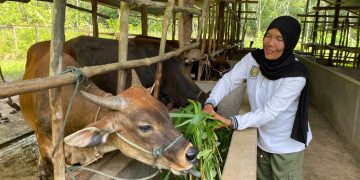 Ketua Kelompok Ternak Ingin Maju, Zaharatul Aini saat beraktivitas di kandang koloni ternak sapi di Desa Koto Benai, Kecamatan Benai, Kabupaten Kuantan Singingi, Riau.
