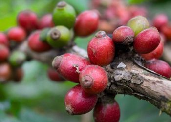Menjaga Aroma Liberika Meranti, Kopi Gambut yang Diminati Pasar Luar Negeri
