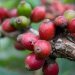 Menjaga Aroma Liberika Meranti, Kopi Gambut yang Diminati Pasar Luar Negeri
