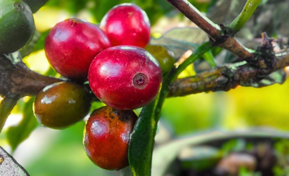 Petani Masih Perlu Dukungan Pemerintah untuk Dongkrok Nilai Jual Kopi Liberika Meranti
