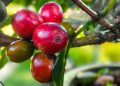 Petani Masih Perlu Dukungan Pemerintah untuk Dongkrok Nilai Jual Kopi Liberika Meranti