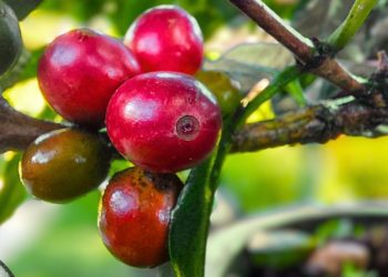 Petani Masih Perlu Dukungan Pemerintah untuk Dongkrok Nilai Jual Kopi Liberika Meranti