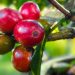 Petani Masih Perlu Dukungan Pemerintah untuk Dongkrok Nilai Jual Kopi Liberika Meranti