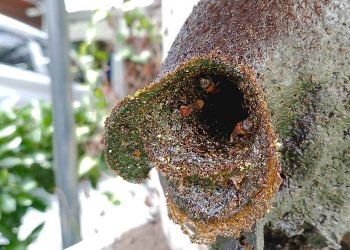 Potensi Ekonomi Madu di Riau Kian Menggoda, Kelulut Kepulauan Meranti Bidik Pasar Kesehatan