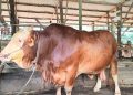 Stok Sapi Kurban di Pekanbaru Jelang Idul Adha 2026 Capai 3.514 Ekor, Tenayan Raya Terbanyak