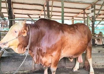 Stok Sapi Kurban di Pekanbaru Jelang Idul Adha 2026 Capai 3.514 Ekor, Tenayan Raya Terbanyak